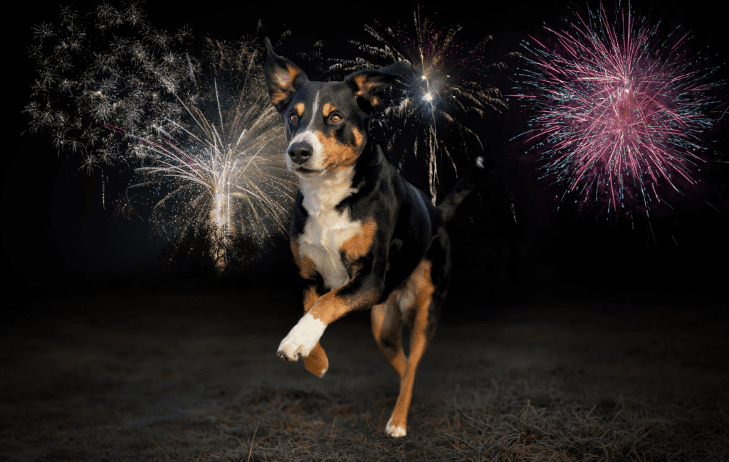 A dog is running away from fireworks