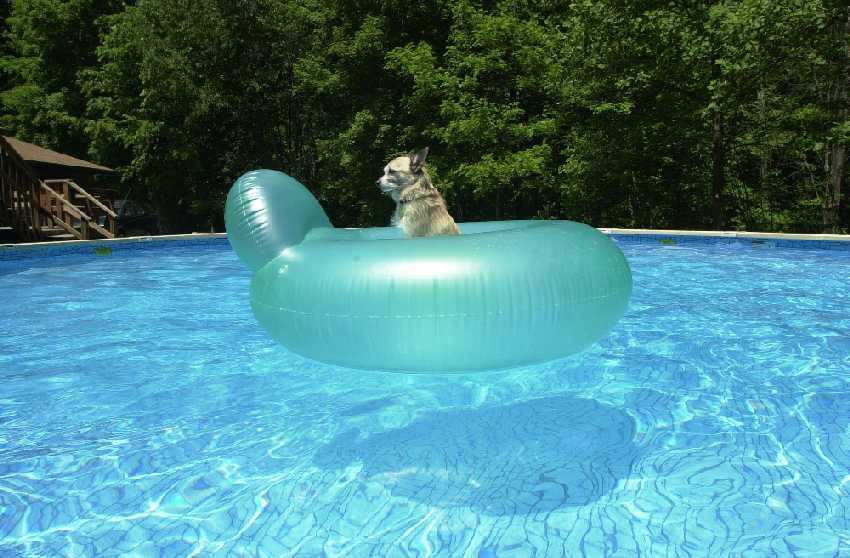 A dog in the pool on a air balloon