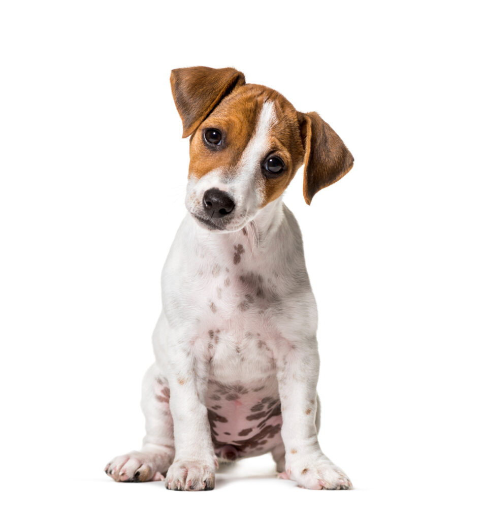 Dog tilting its head while listening