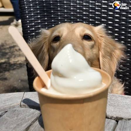 Dog enjoying a dog-friendly drive-thru treat